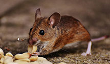 24 Hour & Emergency Exterminators in Honey Grove, PA